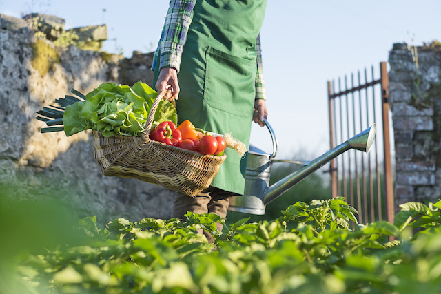 créer un carré potager dans son jardin 