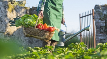 créer un carré potager dans son jardin 